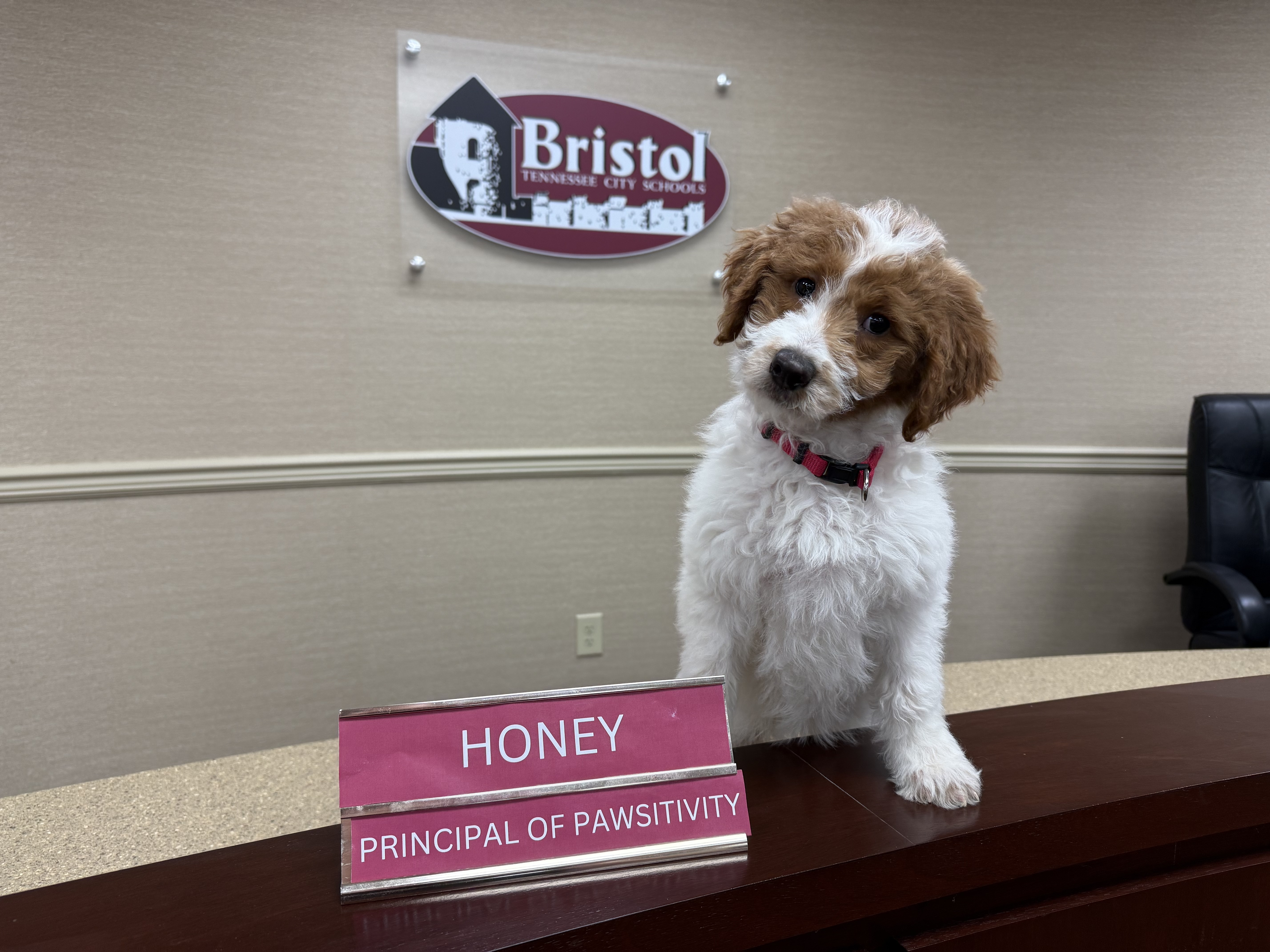 Photo of fluff brown and white dog with Bristol Tennessee City Schools in the background with nameplate "Principal of Pawsitivity"