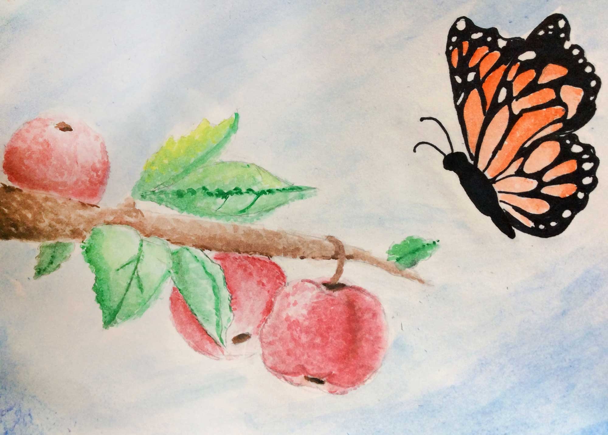 Apples_and_Butterfly_Addie_Sahler_8th_TVM-web