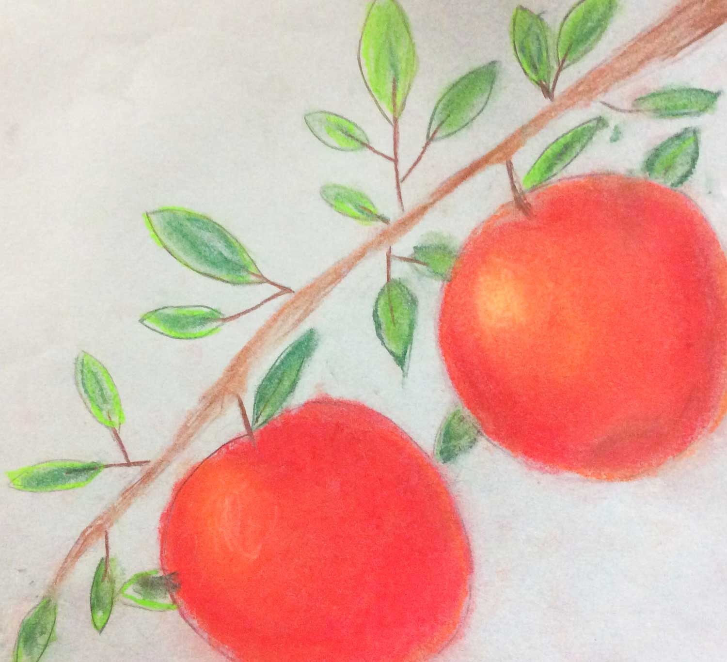 Delicious Apples, Josephine Granger, 5th grade