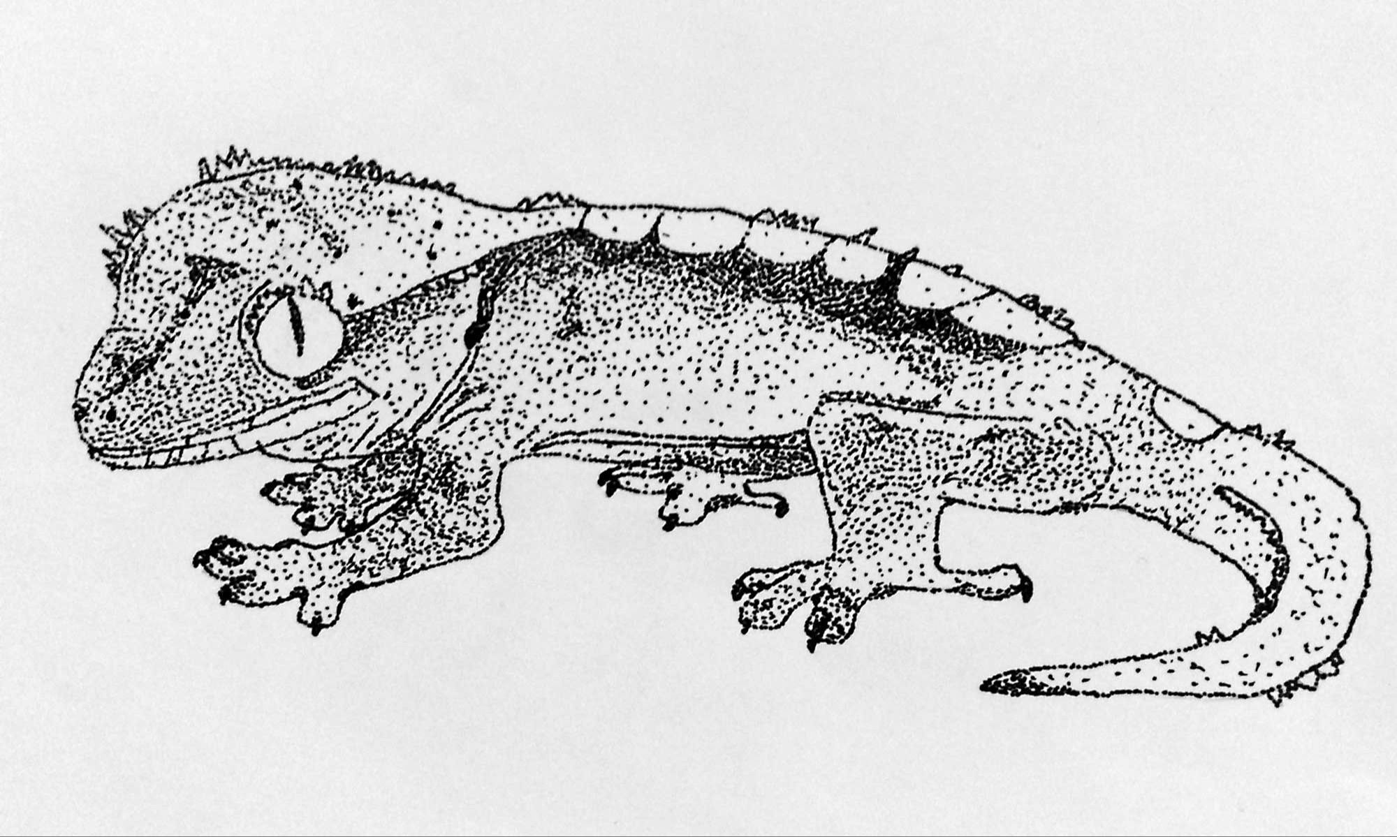 The Lizard, Miles Hull, 7th grade