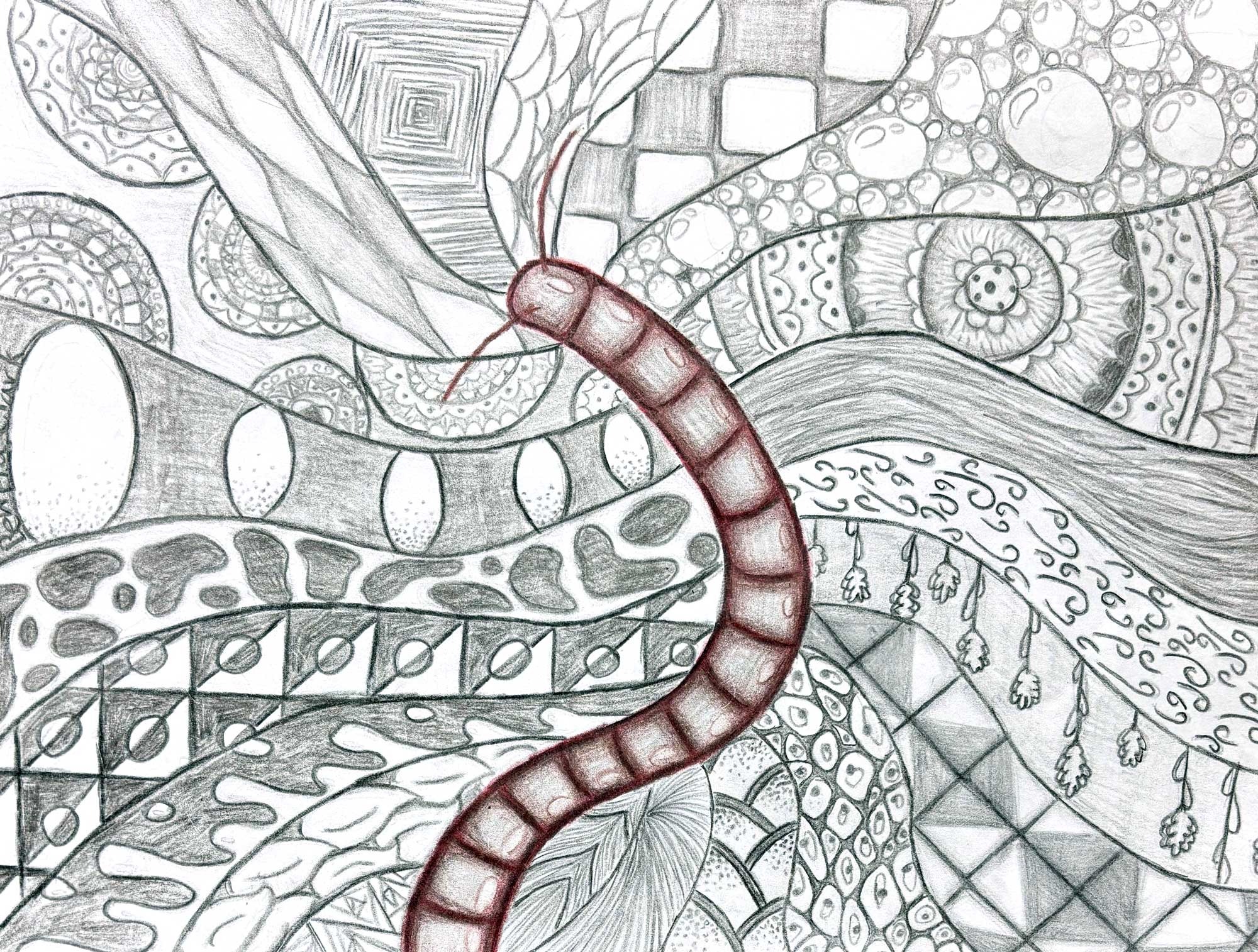 Phenomena-of-the-Millipede, Benita Clark, 8th grade, AMS