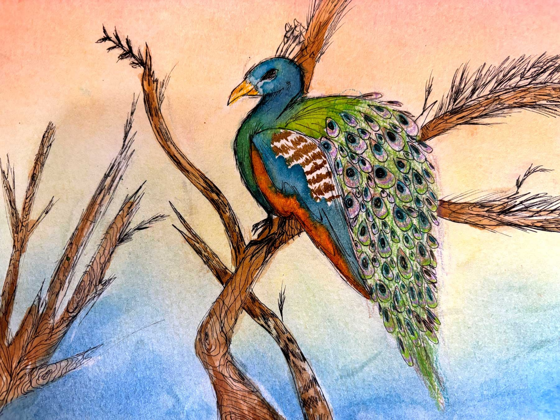 Pretty Peacock Proudly Perched, Maleah Zirkle, 8th grade LMS