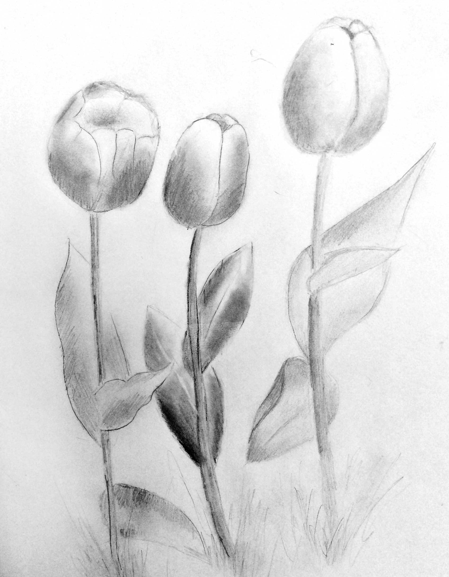 Tulips, Daryna Leonchyk, 5th grade, TVM