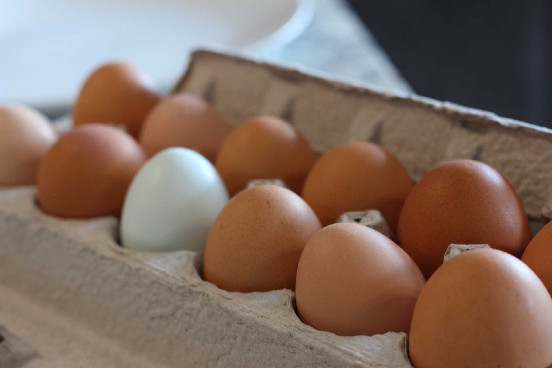 Carton of Eggs, Matilyn Sauser, Photography, 11th grade, CAM Academy