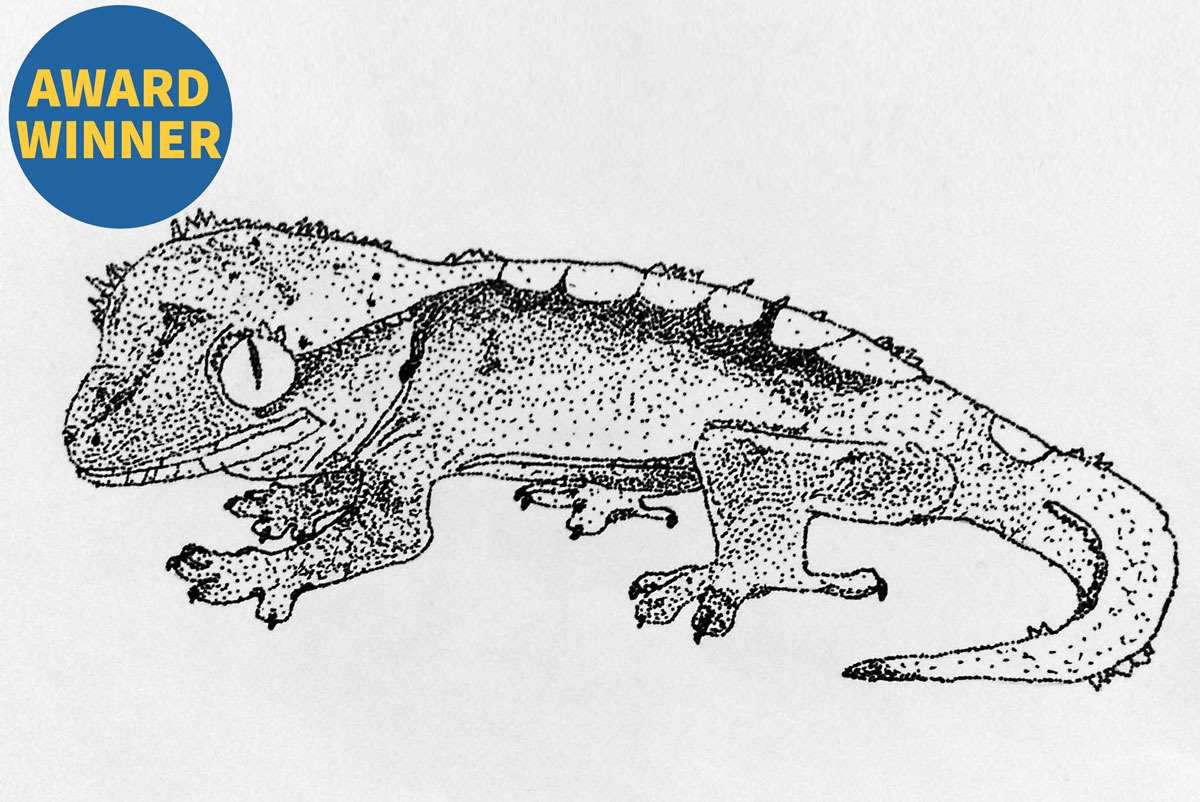 The Lizard, Miles Hull, 7th grade