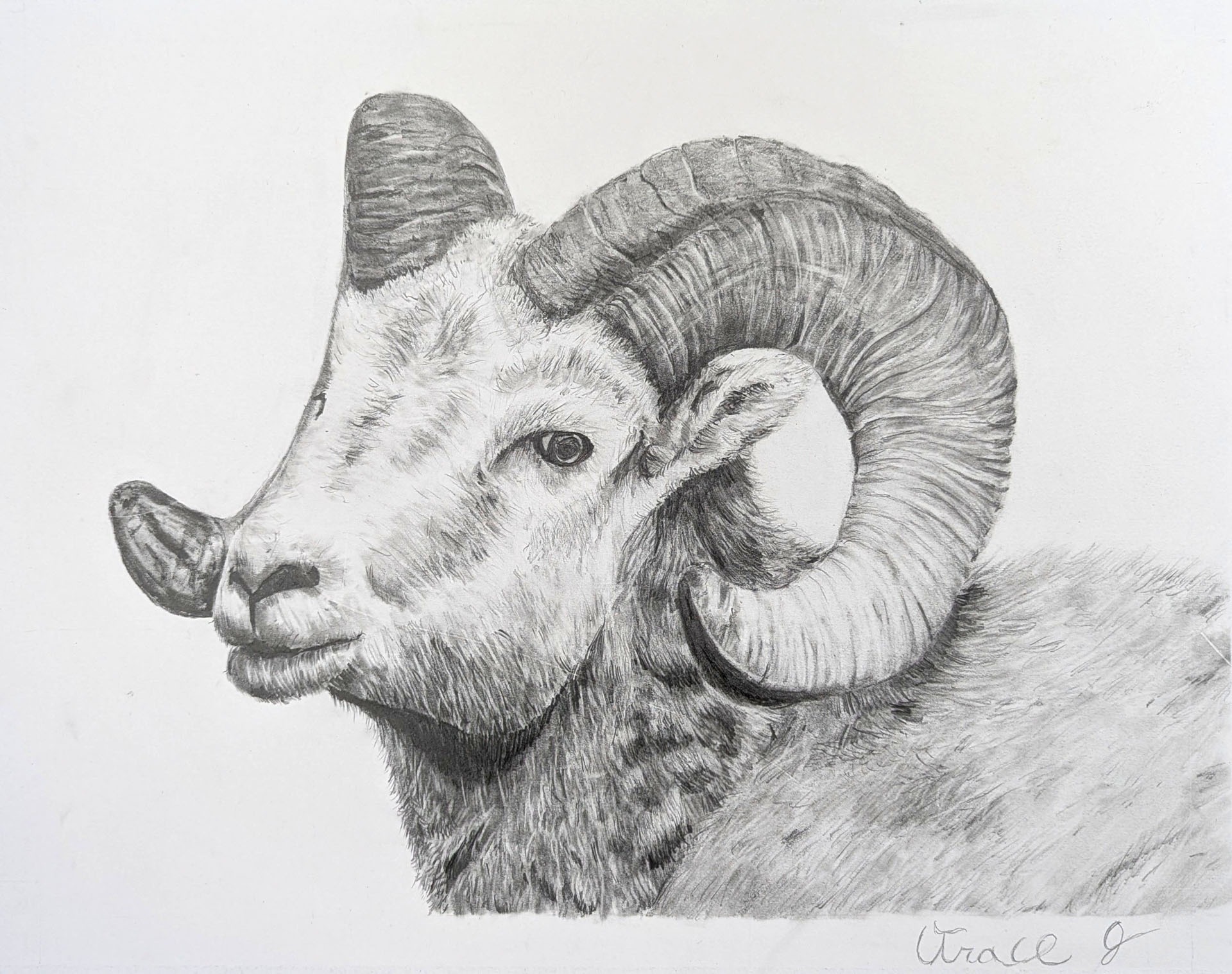 Trace Johnston, Ram, 10th grade, BGHS, teacher Tamra Galles