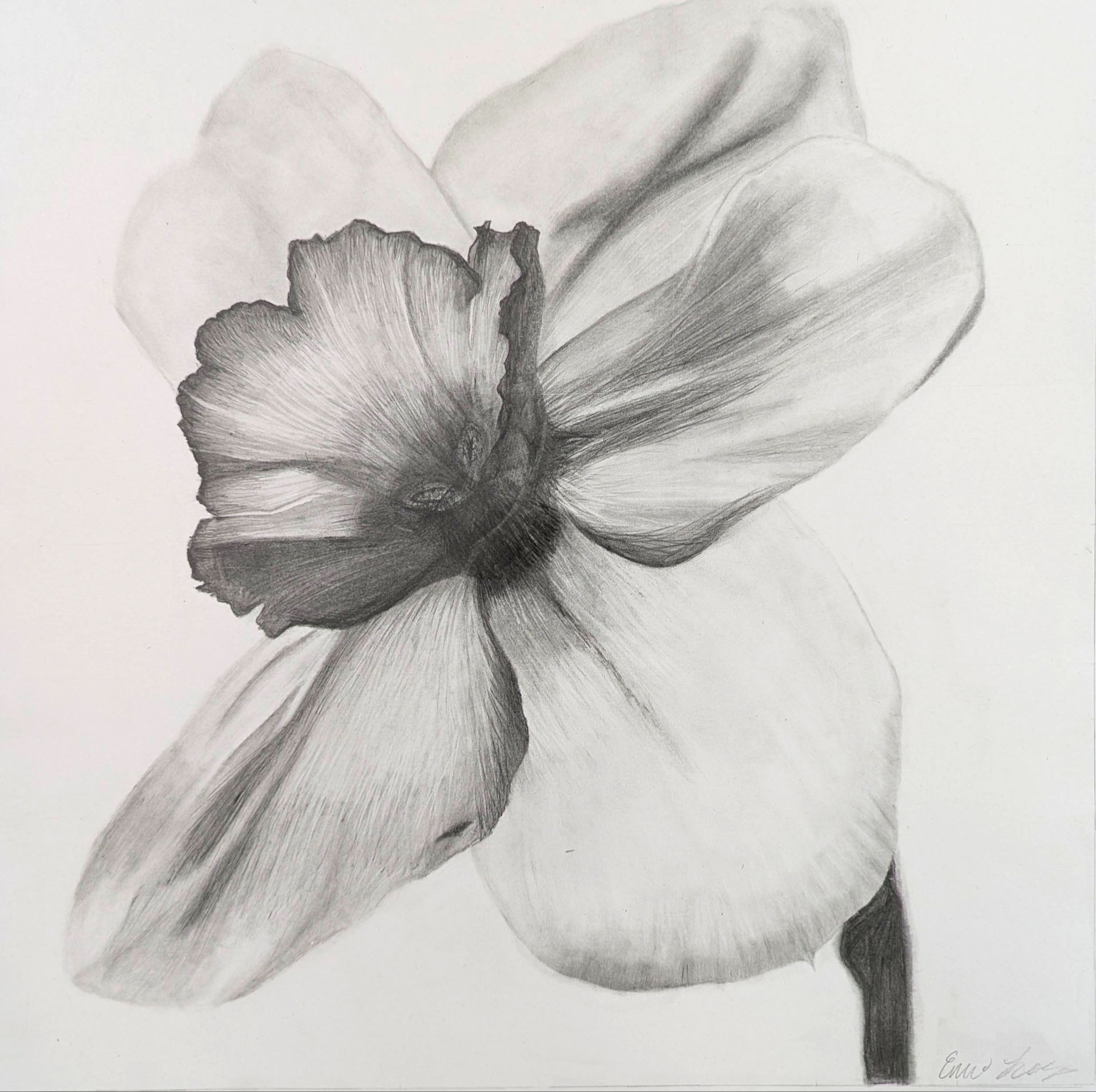 Emi Lingo, Daffodil, 11th grade, BGHS, teacher Tamra Galles