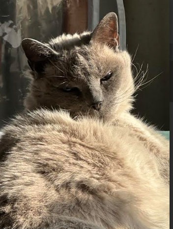 Mihkayle Mason, Sunbathing Sam, 11th grade, Summit View High School, teacher Kristy Vinyard