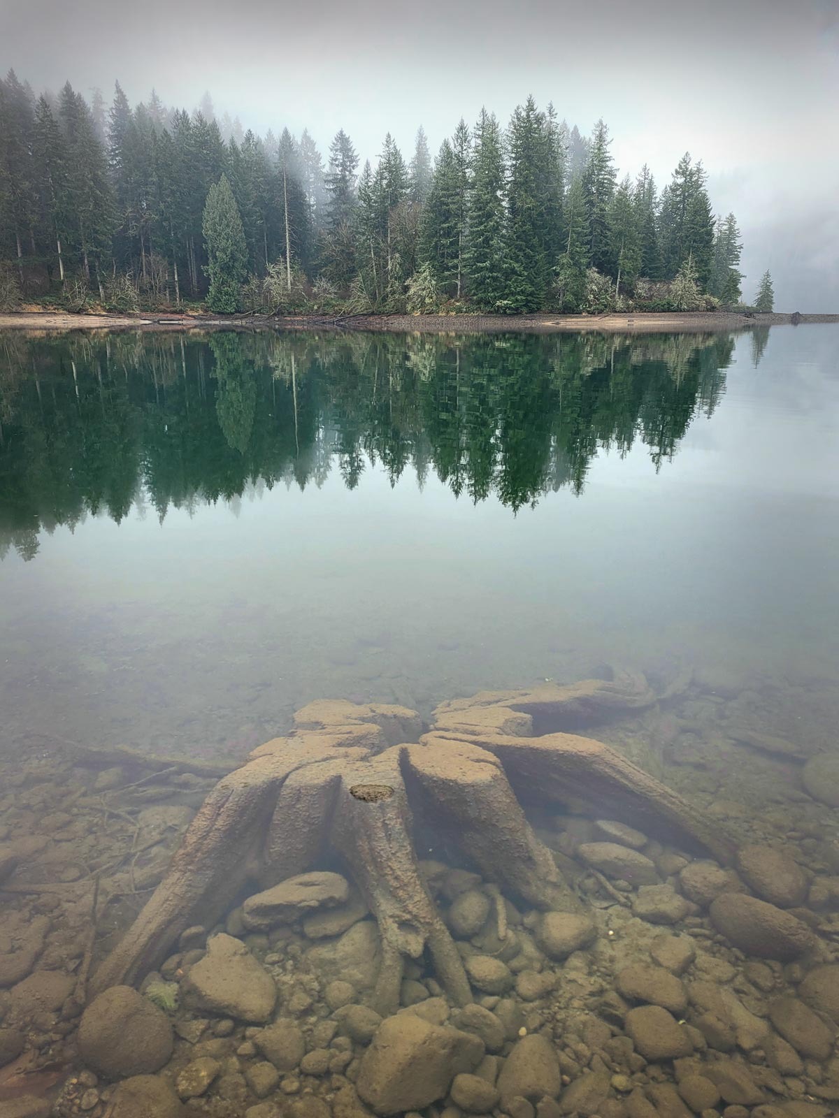Stump in lake