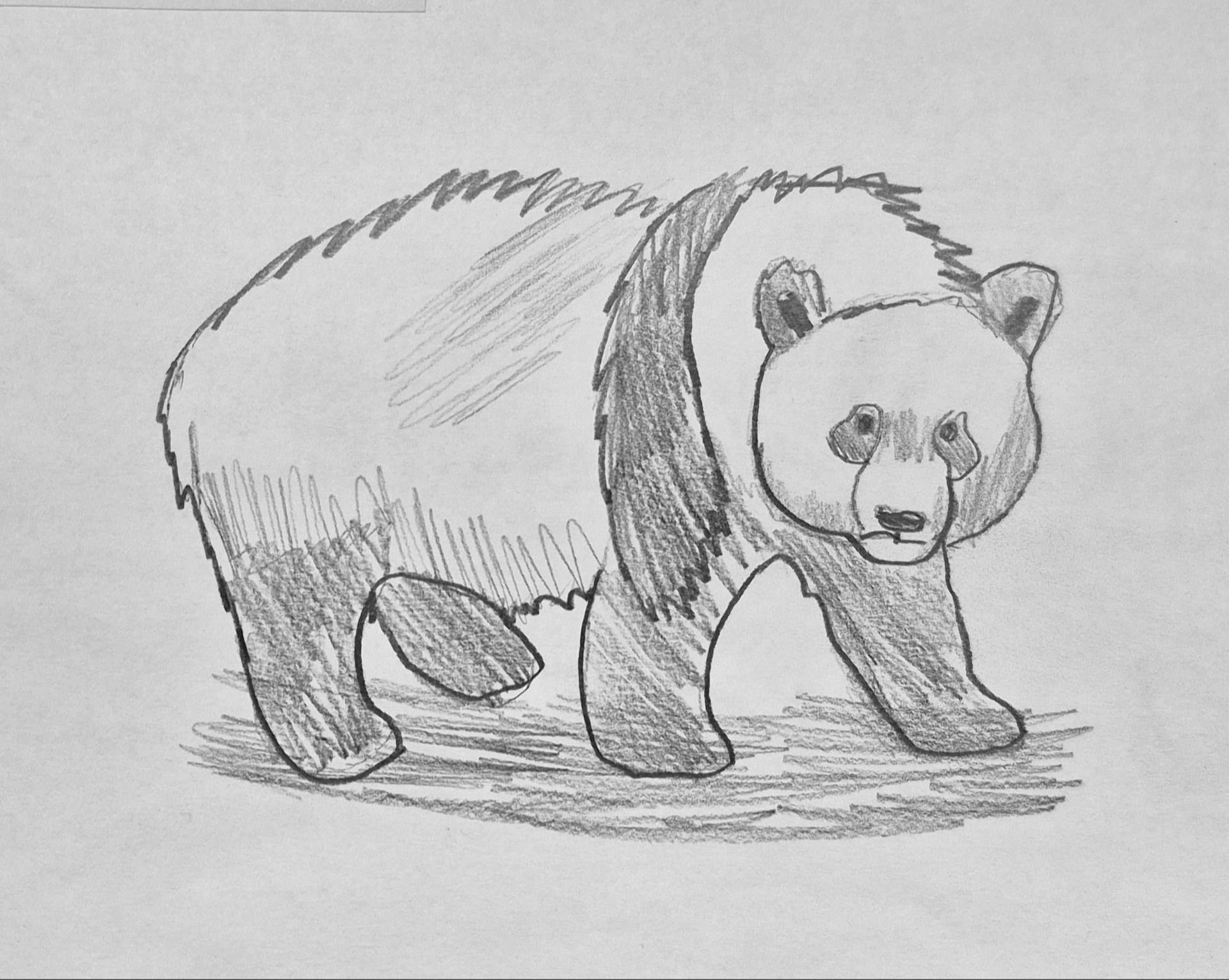 Miriam Nykyforts, 5th grade, CAM Academy, teacher Lucinda Bancroft. The Panda Stare. "Found a picture of a Panda I loved and drew it in pencil."