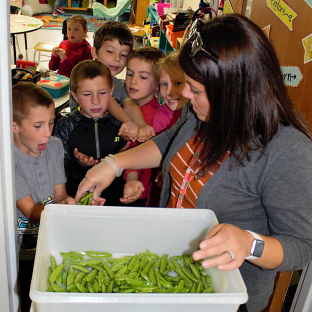Teacher handing out sugar snap peas