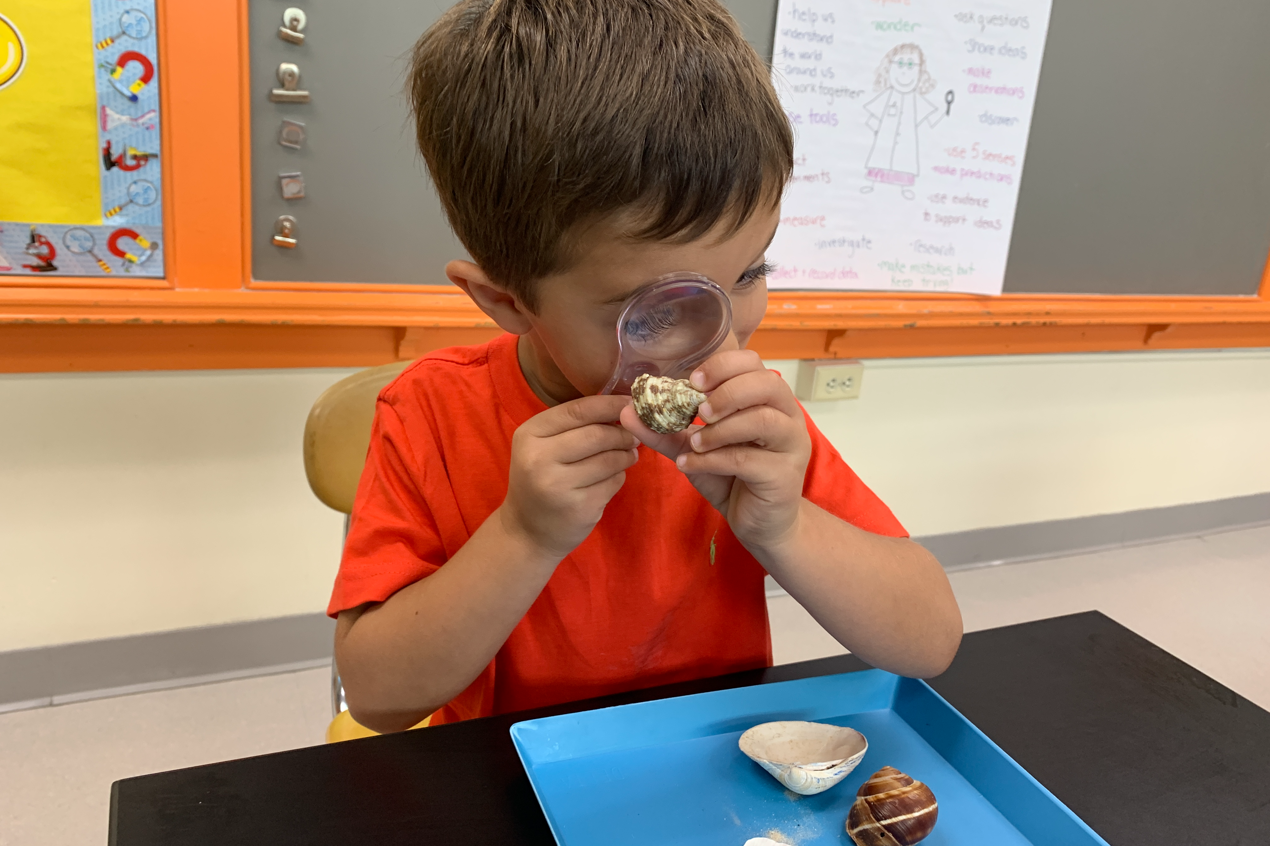 picture of child looking at shell with magnifying glass