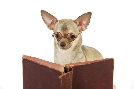 Chihuahua Reading