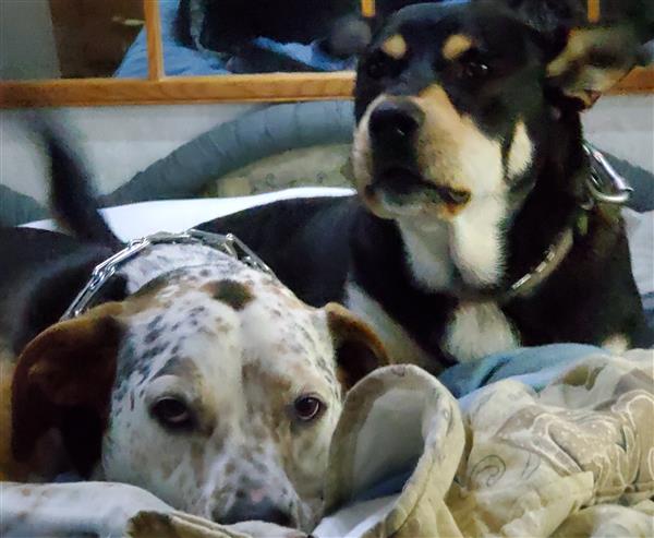 dogs