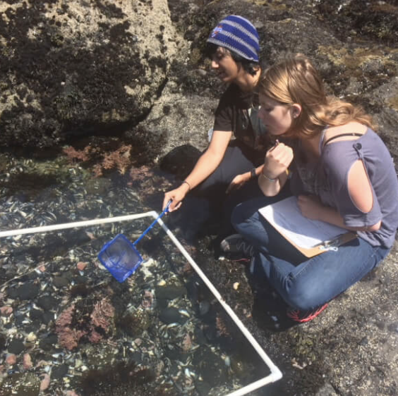 10th grade students on Oregon Coast field trip conducting a tide pool species survey.