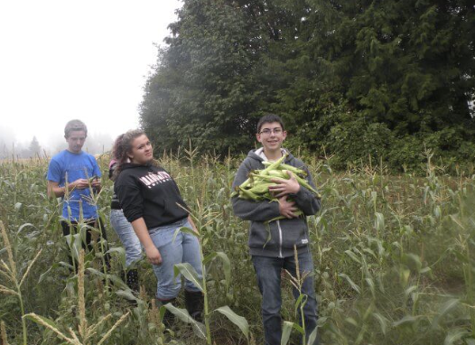 students in a field collecting corn