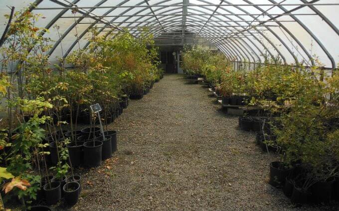 A view of a greenhouse with various plants displayed inside.