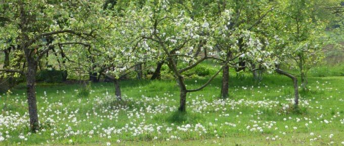 A tranquil scene of apple trees laden with blossoms, standing amidst a verdant field.