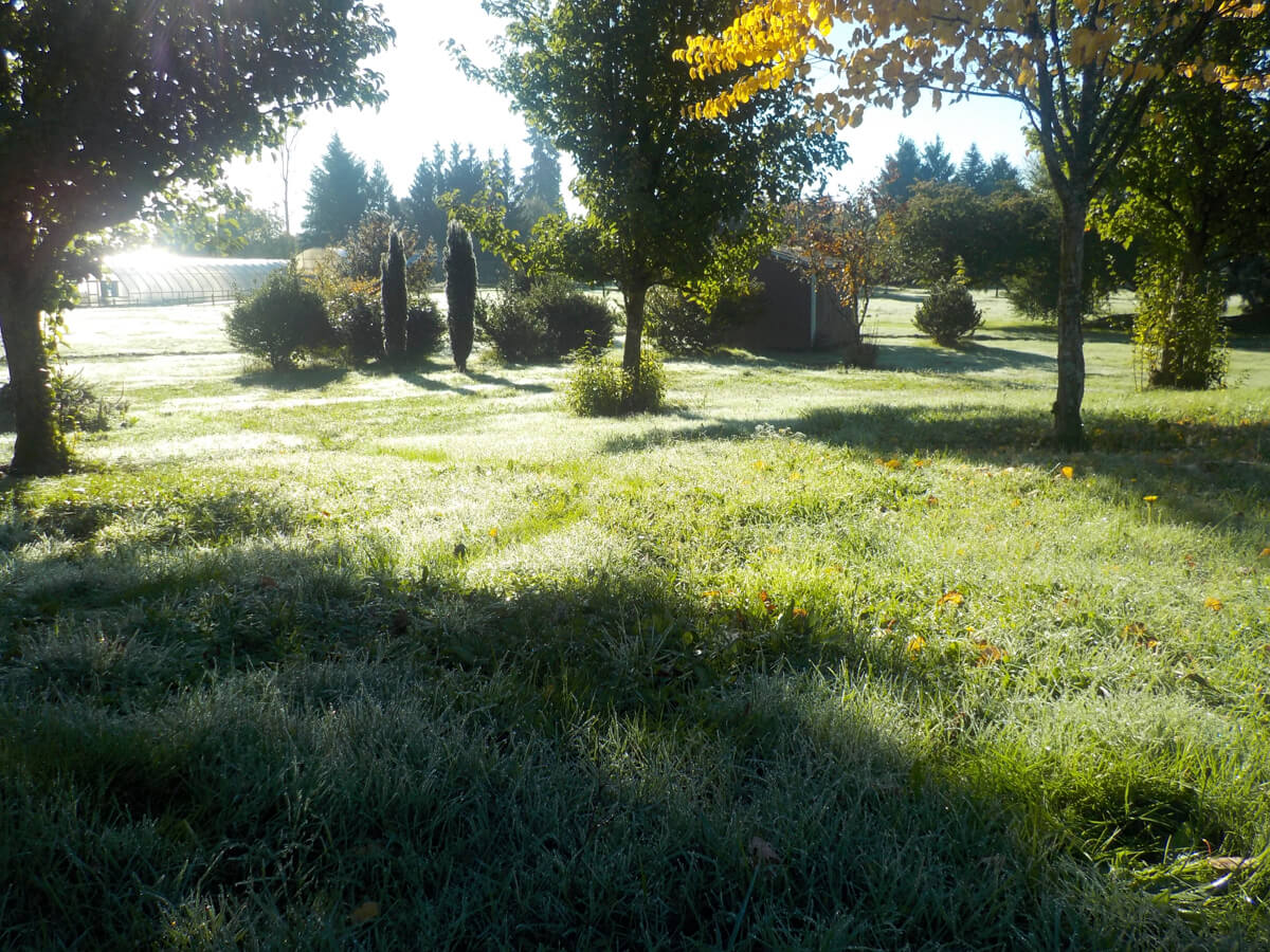 A serene park with a carpet of freshly fallen leaves under the sun.