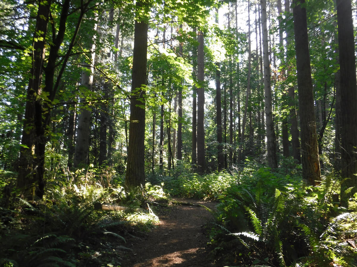 Forested trail with sun filtering through the trees and casting dappled shadows on the path ahead.