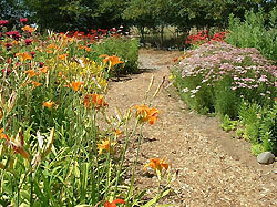 A lush garden with a path leading through it, featuring vibrant flowers and greenery.