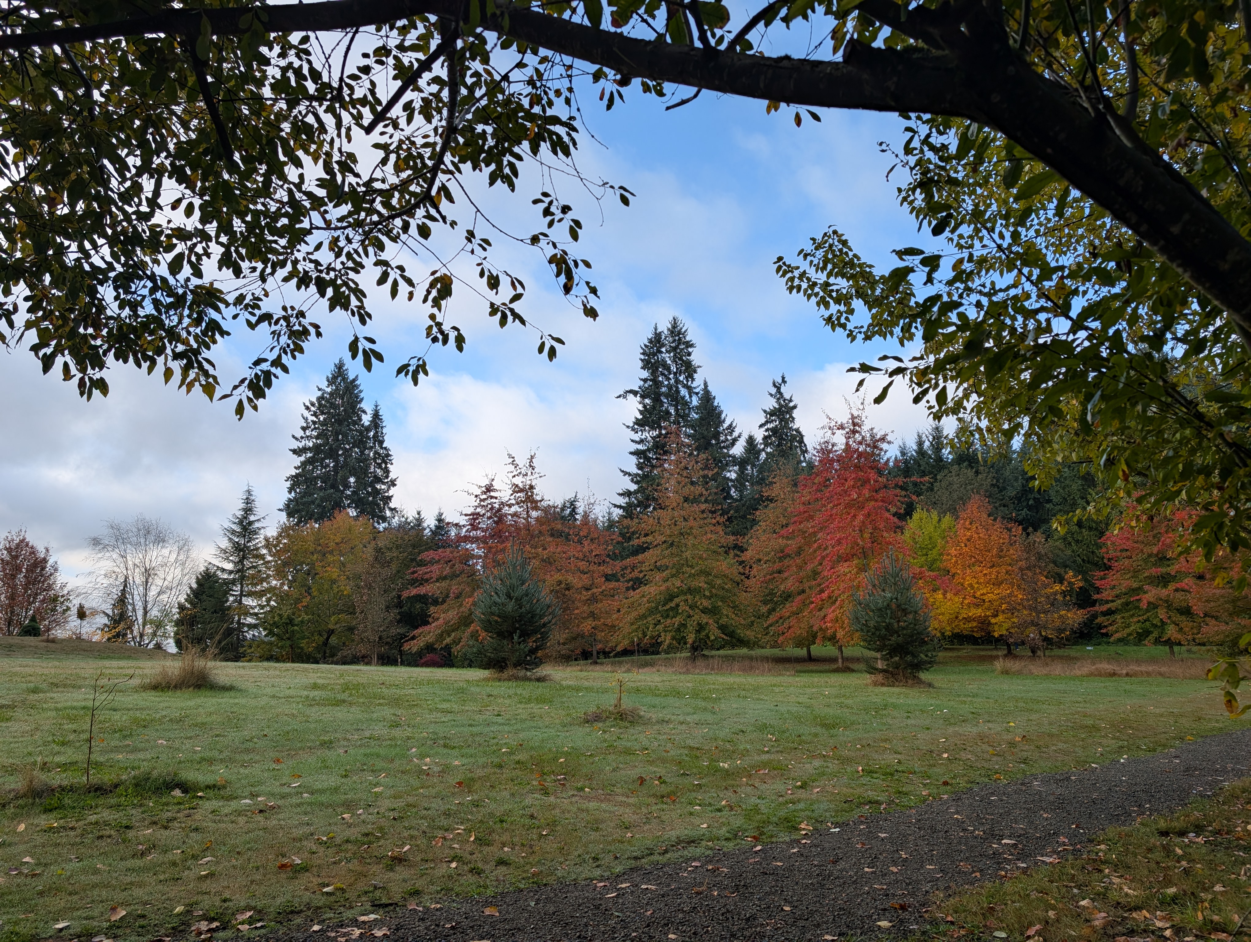 oak trees in fall colors