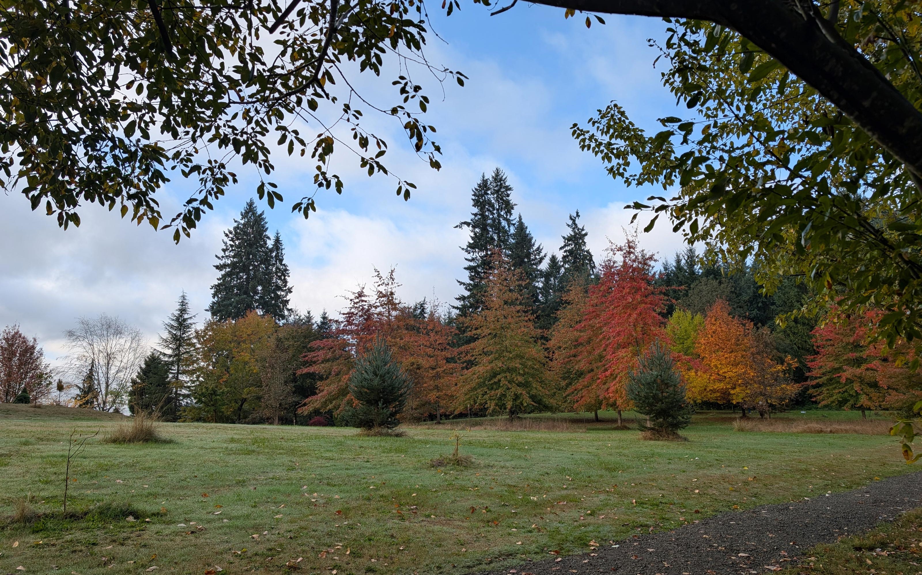 casee campus green grass and fall trees