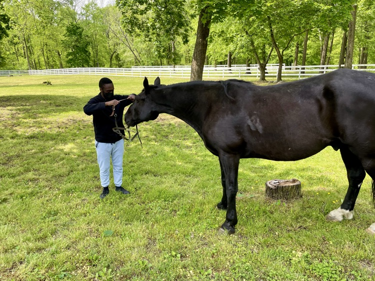 Student bridling a horse at Equine therapy