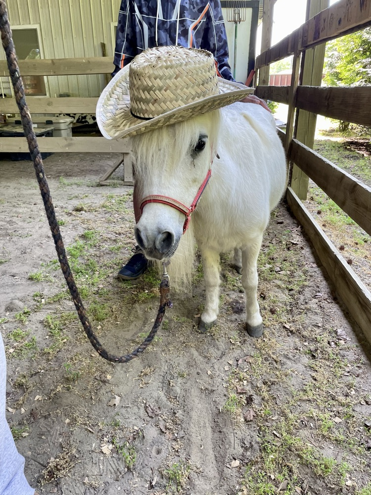pony with cowboy hat on