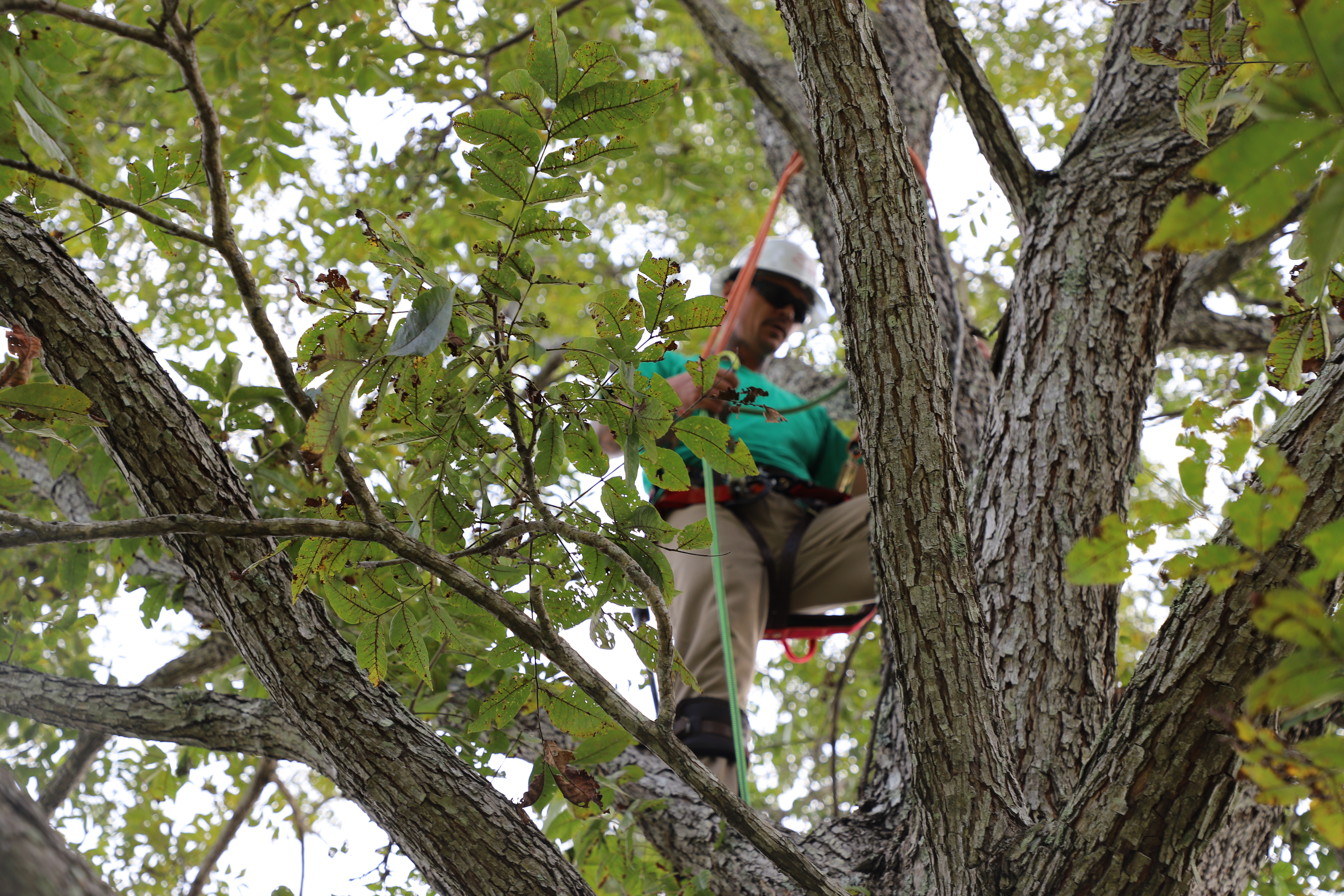 Utility Tree Trimming