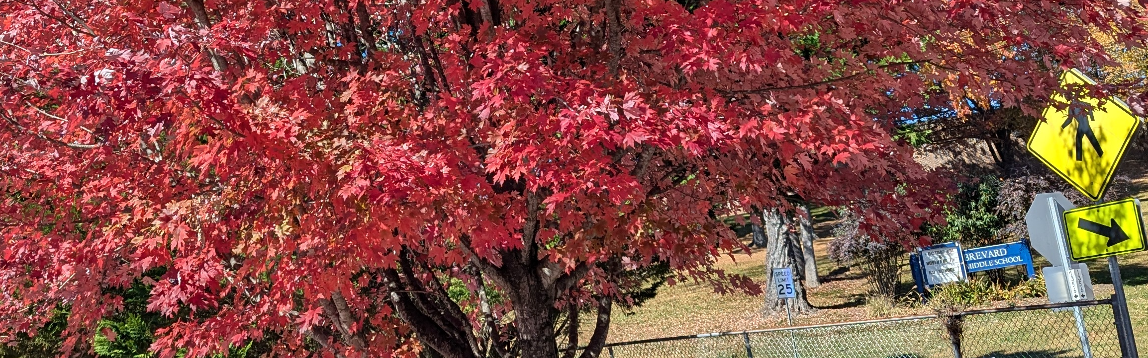 fall tree