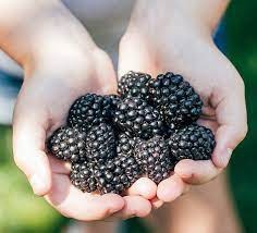 Blackberries