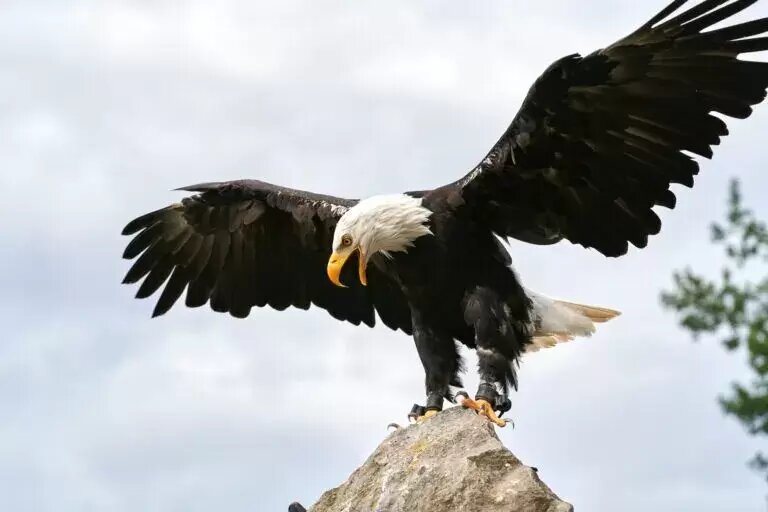 A bald eagle perched on top of a rock