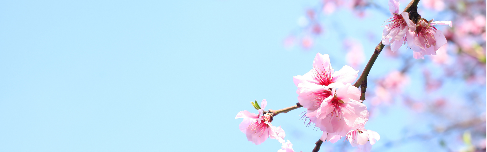spring poll