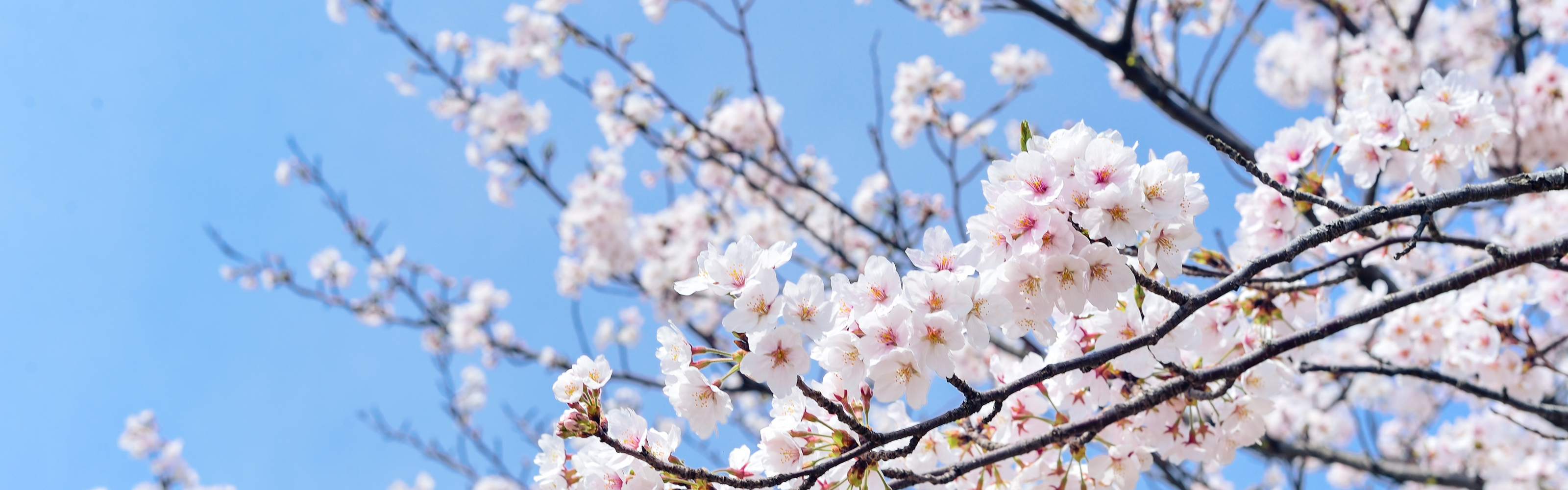 spring blossoms on a branch background