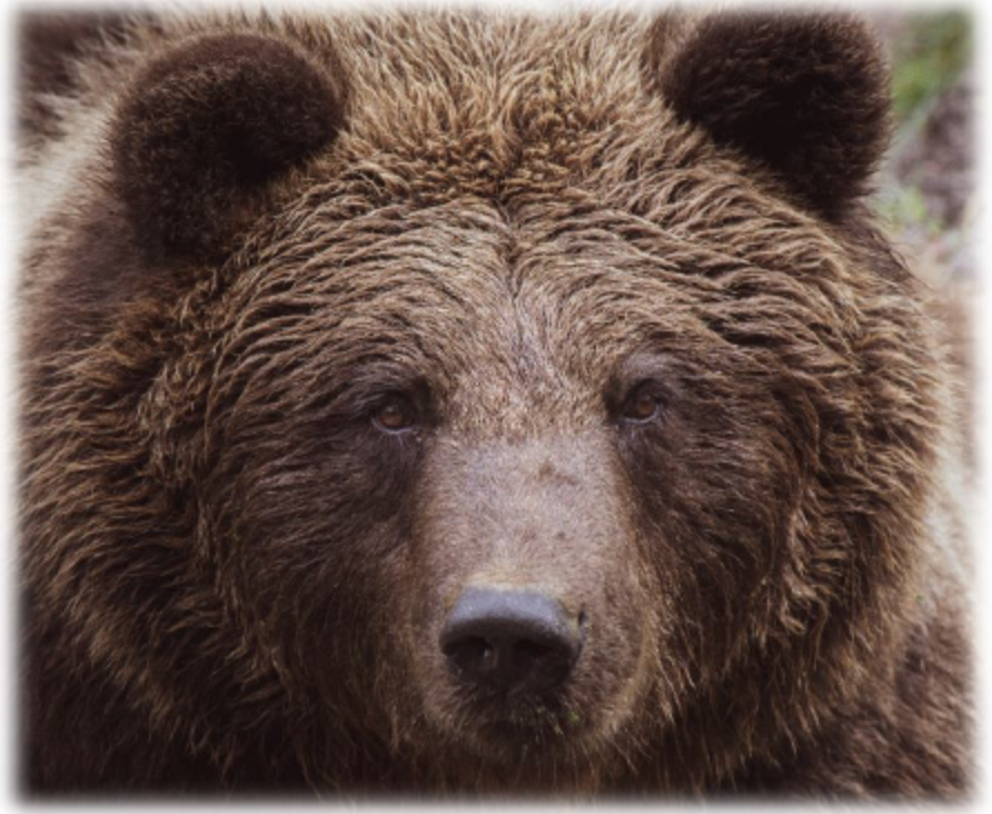 Grizzlies Bear