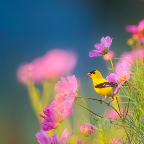 Flowers and little bird, We don't have a photo of Mrs. Pitcher yet.