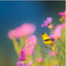 Bird and flowers because I don't have a  photo of Mrs Lamb