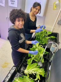 Two women prepare fresh lettuce together in a bright kitchen