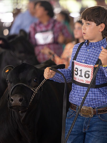 Boy showing a calf in competition.