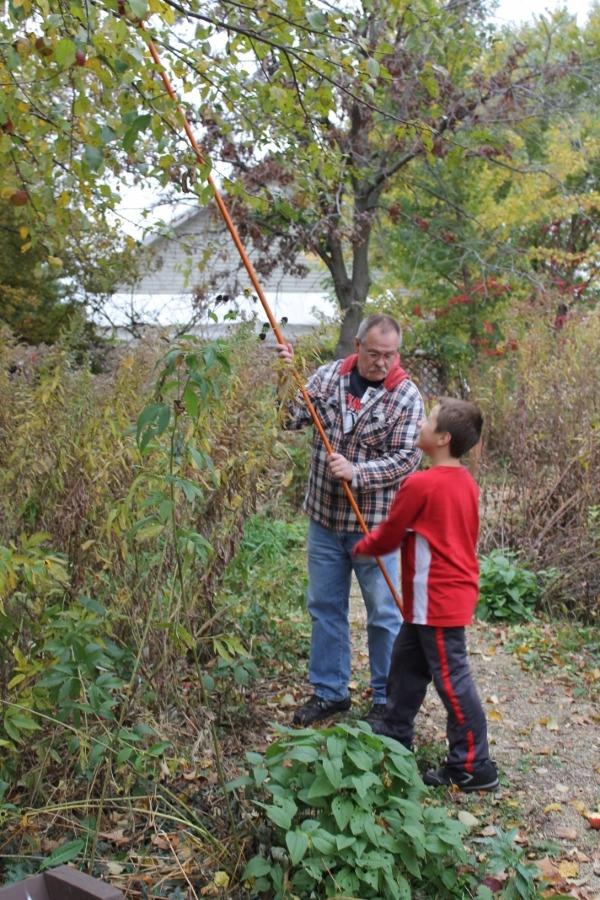 apple picking