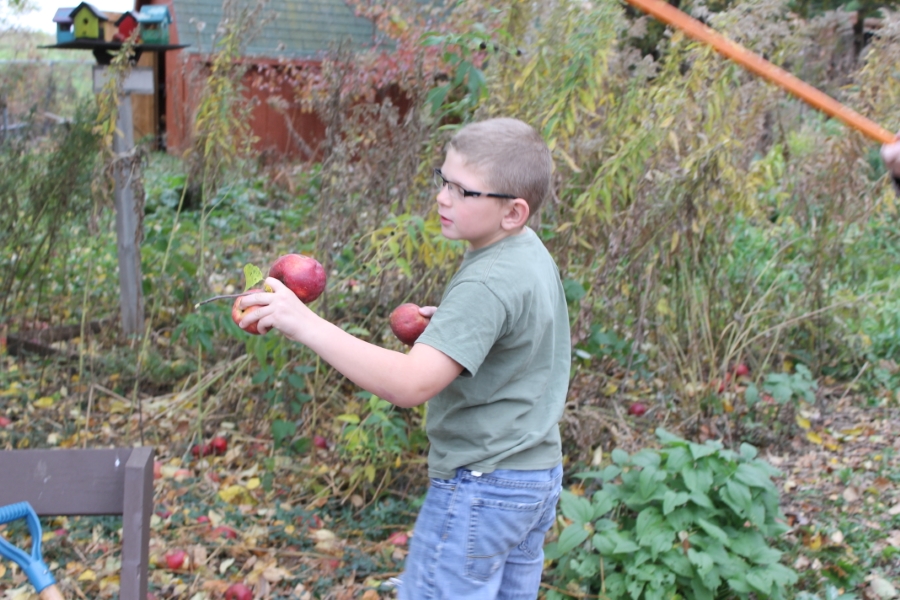 apple picking