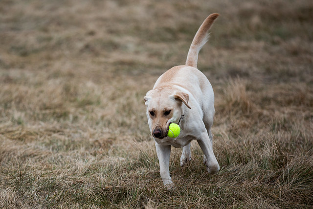 A joyful dog sprinting with a bright tennis ball clutched in its mouth, showcasing pure excitement and energy.