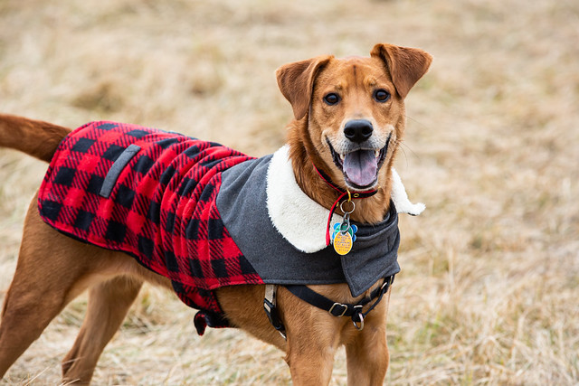 A stylish dog in a cozy red and black plaid coat, ready for a walk in the chilly weather.