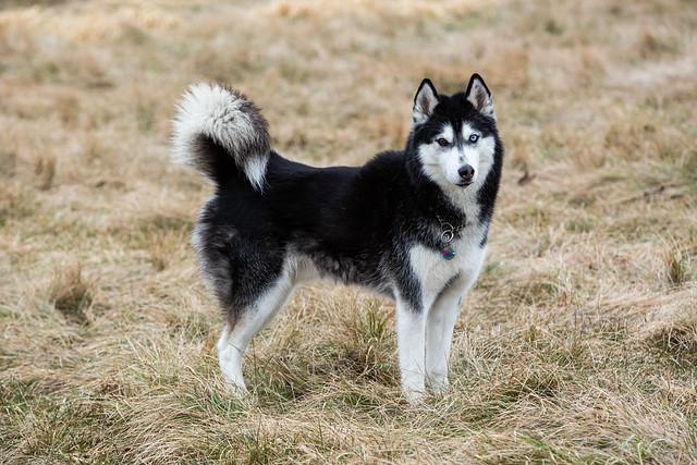 A black and white dog stands proudly in a lush green field, enjoying the fresh air and open space around it.