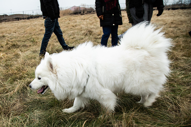  A white dog happily walks through a lush green field, enjoying the fresh air and open space around it.