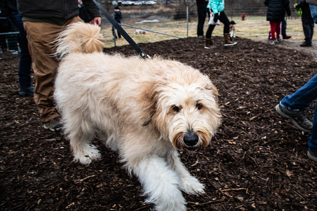 A happy dog walks on a leash through a sunny park, enjoying the fresh air and vibrant surroundings.