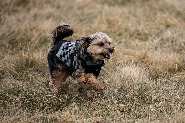  A playful dog in a cozy sweater joyfully runs through a lush green field, enjoying a sunny day outdoors.