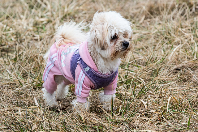 A small dog in a cute pink shirt happily explores a vibrant green field under a clear blue sky.