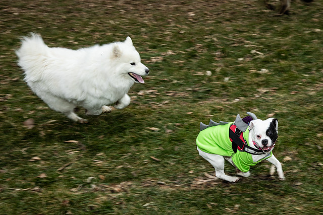 Two playful dogs joyfully sprinting through a lush green field, tails wagging and ears flopping in the breeze.